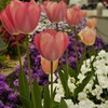 朝日ビル前の花壇