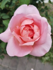 薔薇