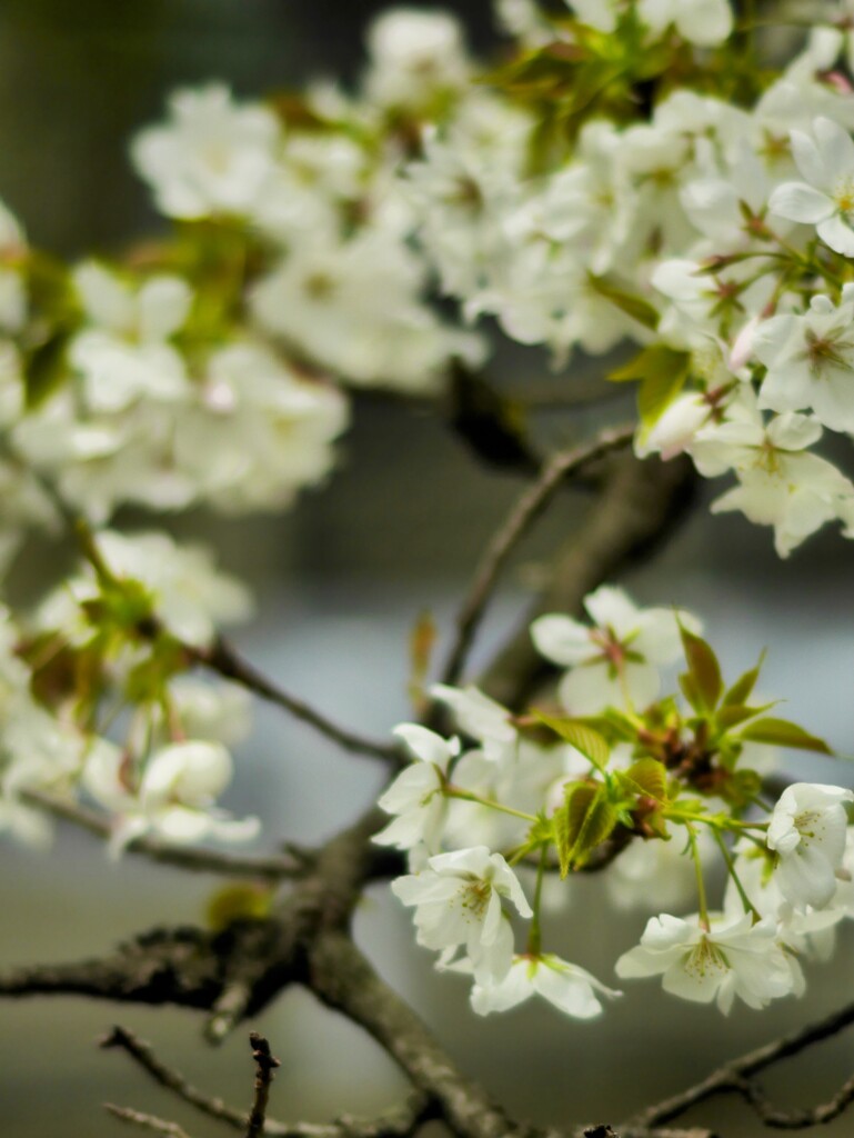 桜の花