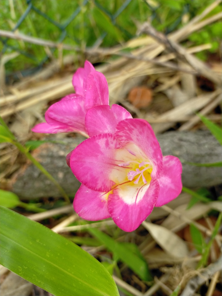 公園の植物