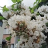 百日紅