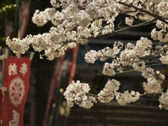 妙光院の桜