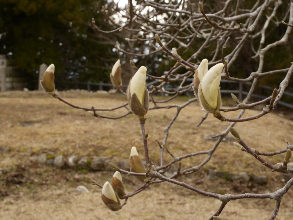 こぶしの芽吹き