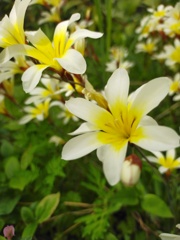 スパラクシアベルビア