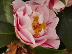 椿の花