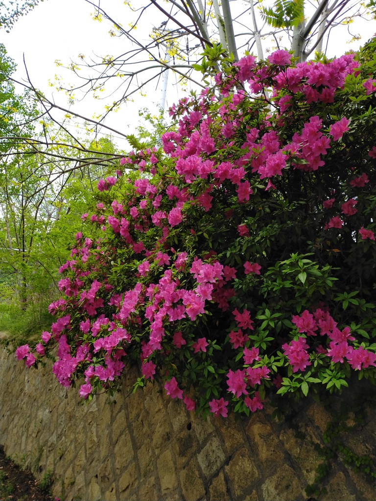 公園の植物