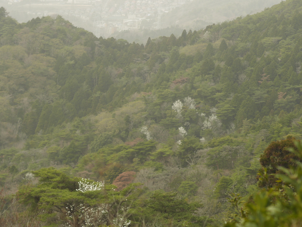 奥摩耶山の春