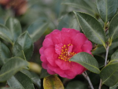 沿道に咲くさざんか