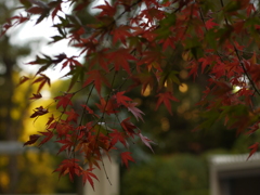 紅葉・撮って出し・１