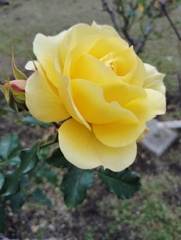 薔薇の花