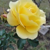 薔薇の花