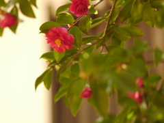 早春の春探し
