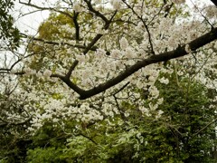 王子公園の桜の花