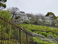 ハーブ園のりば西の桜並木