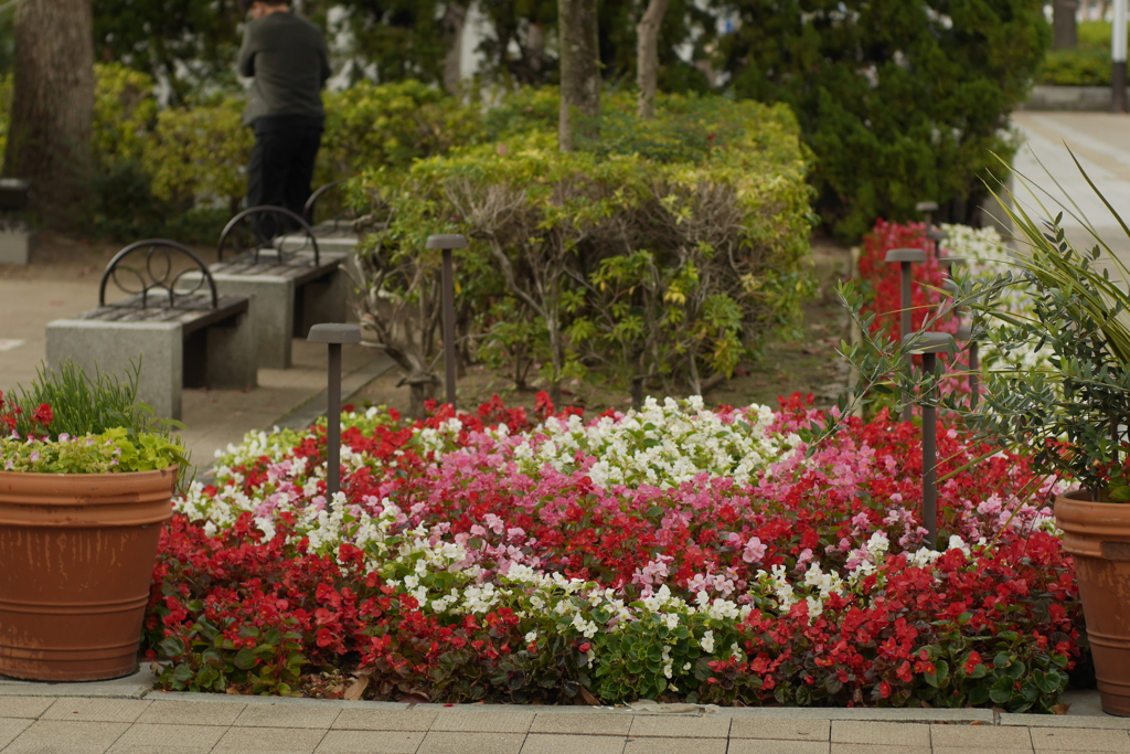 市役所南の花壇