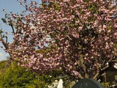 八重桜