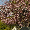 八重桜