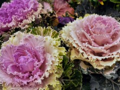 次々と咲く花々