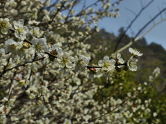 摩耶山麓に咲く白梅