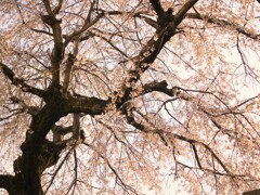 逆光桜