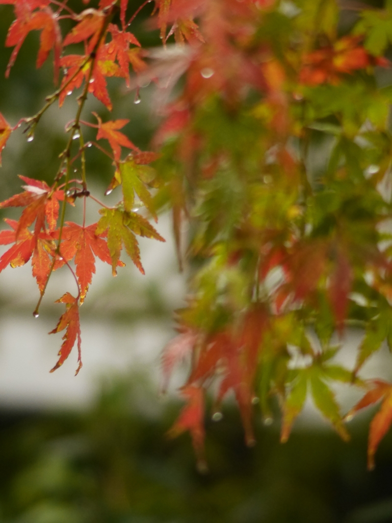 遅ればせながら紅葉