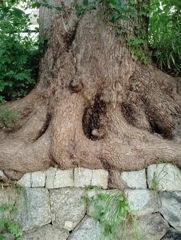 楠木の根っ子