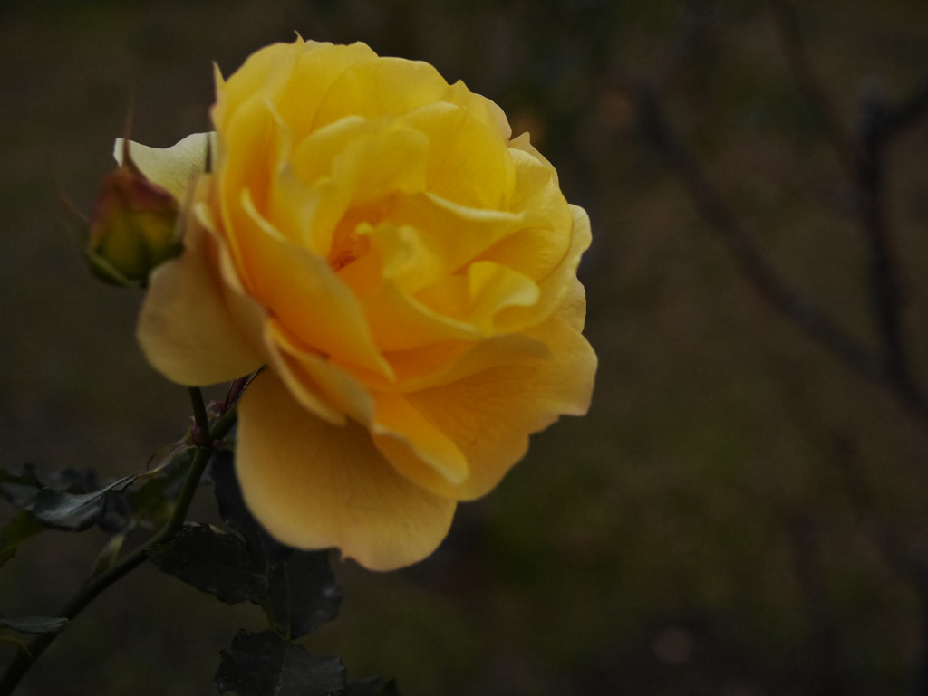 yellow rose