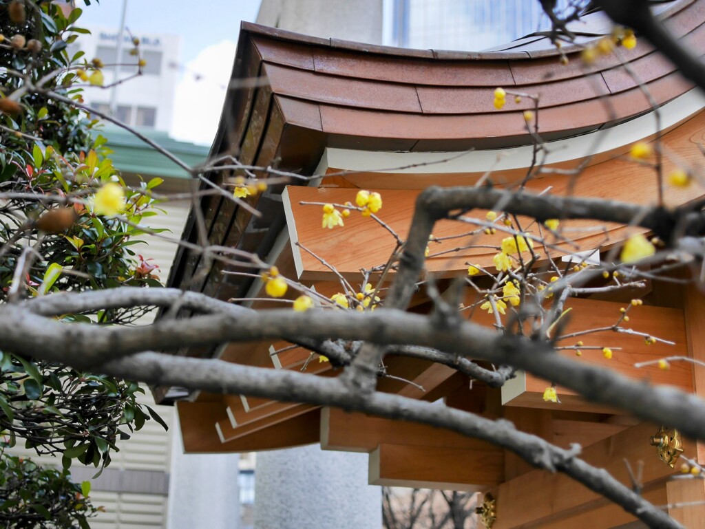 三宮神社と蝋梅