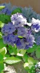 紫陽花