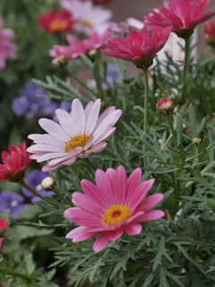 マーガレットの花