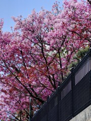 河津桜