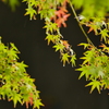 maple leaf 
