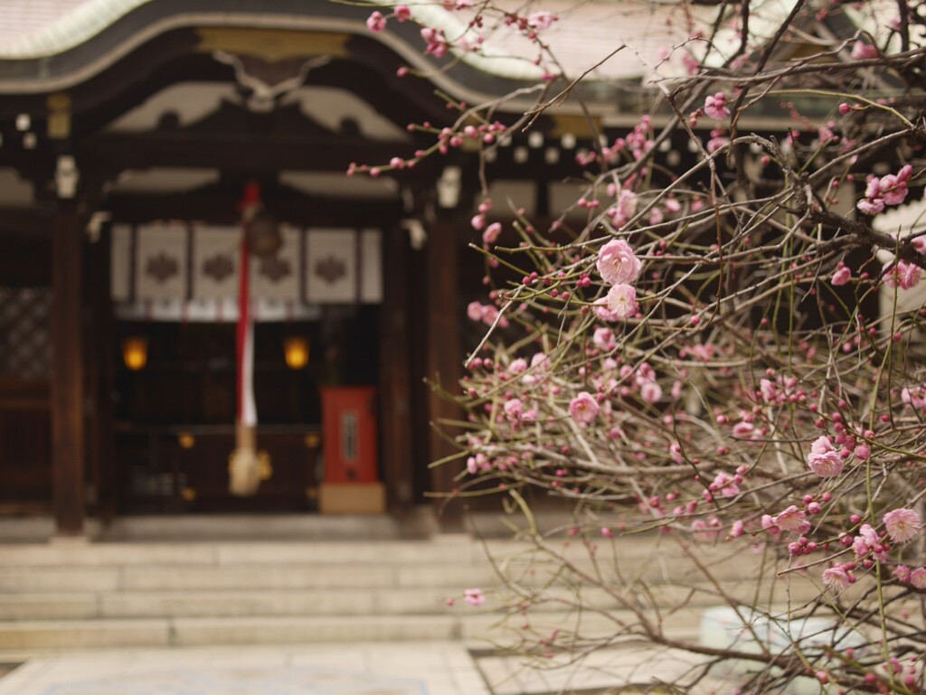 三宮神社と紅梅