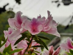 躑躅