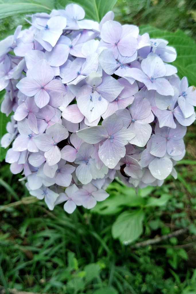 あじさい