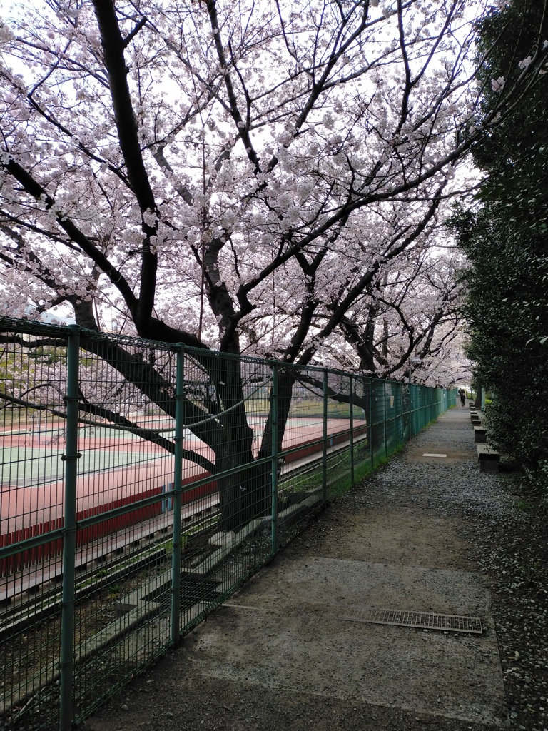 近辺の桜模様