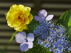 紫陽花
