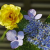 紫陽花