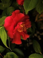 紅い椿