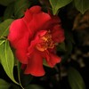 紅い椿