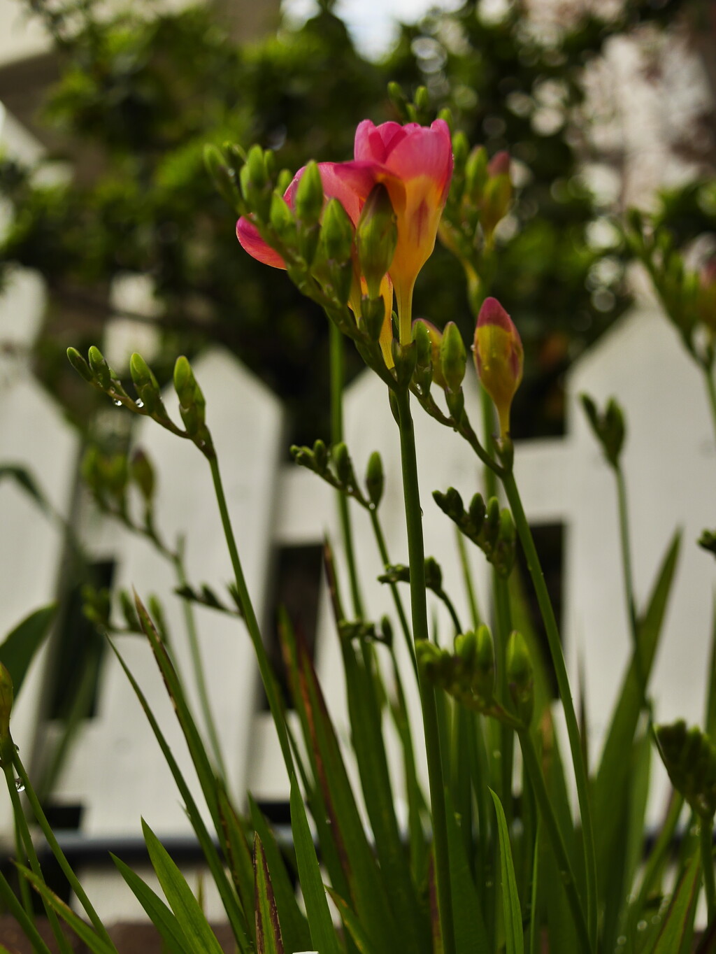 花壇のフリージア