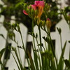 花壇のフリージア