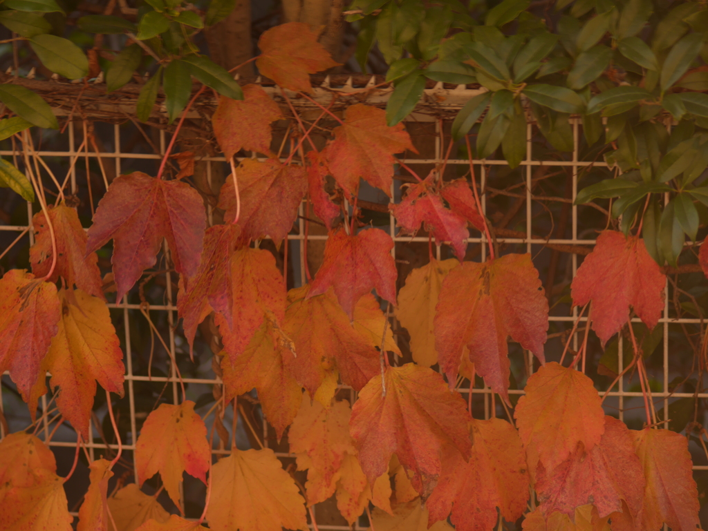 蔦の紅葉