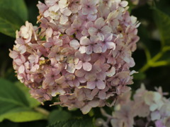 紫陽花