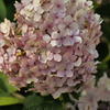 紫陽花