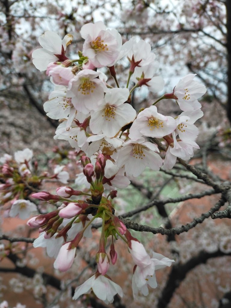 桜花