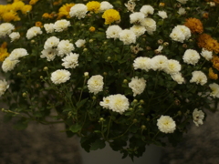 相楽園　菊の花の鉢植え