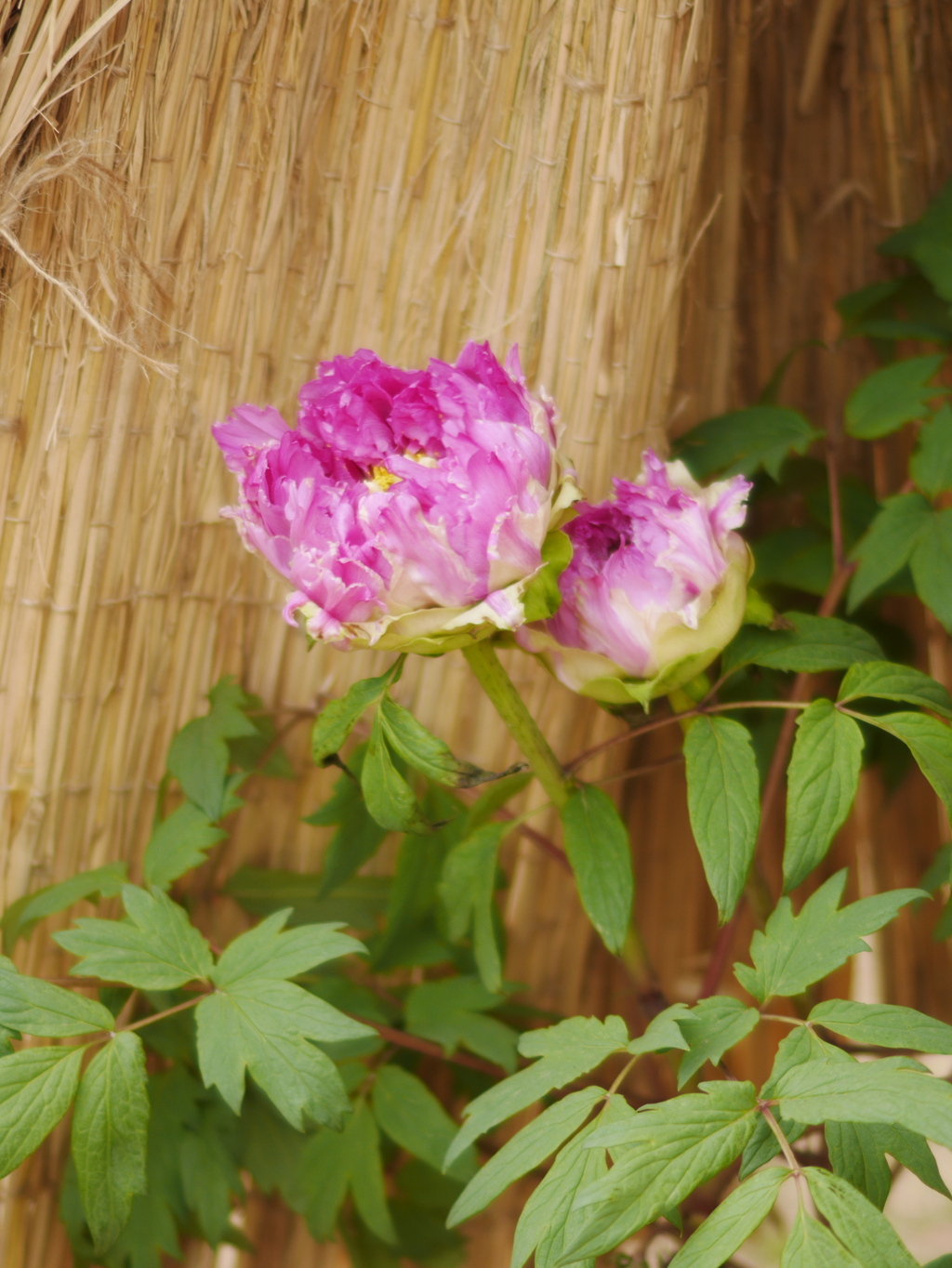 牡丹の花