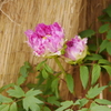 牡丹の花