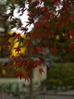 紅葉・撮って出し・２